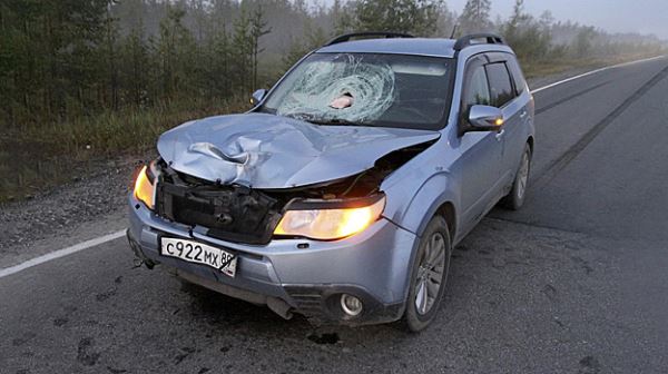 В Пуровском районе под колесами иномарки погиб пешеход